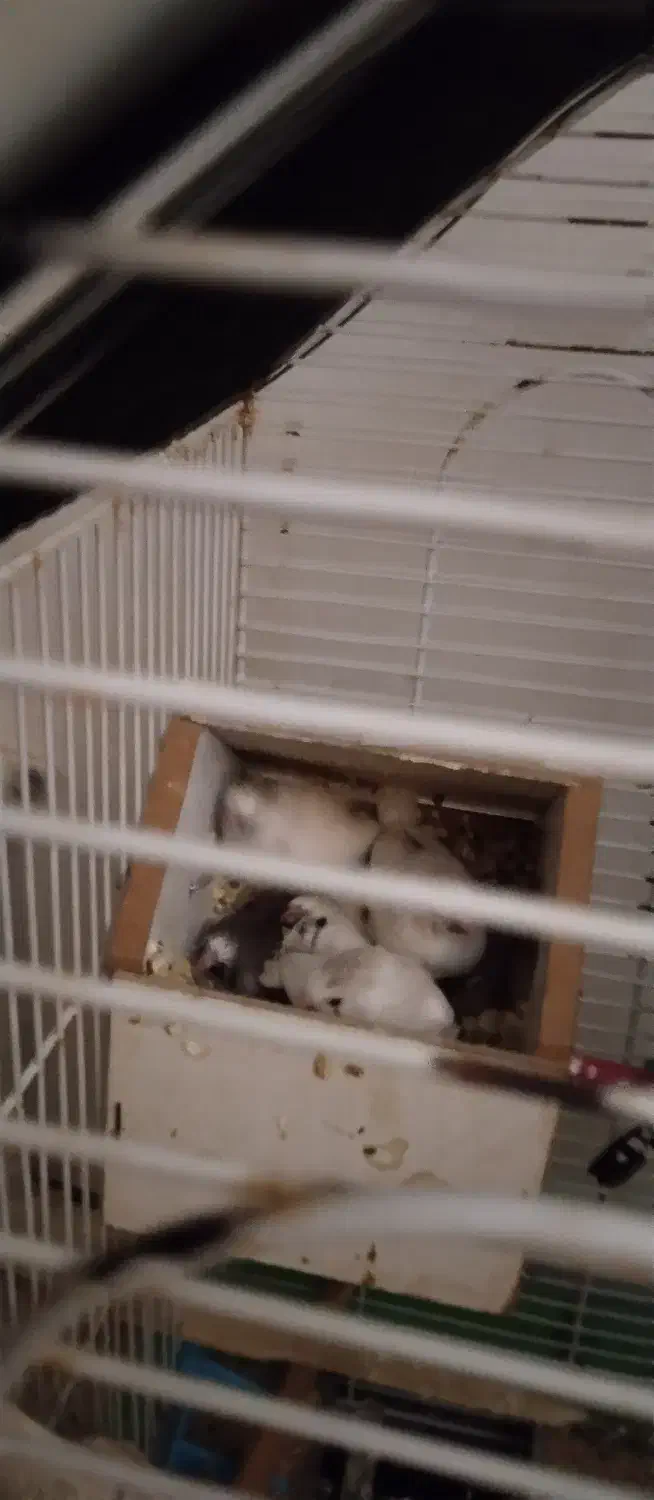 فنج|پرنده|کرج, ساسانی (قلمستان)|دیوار