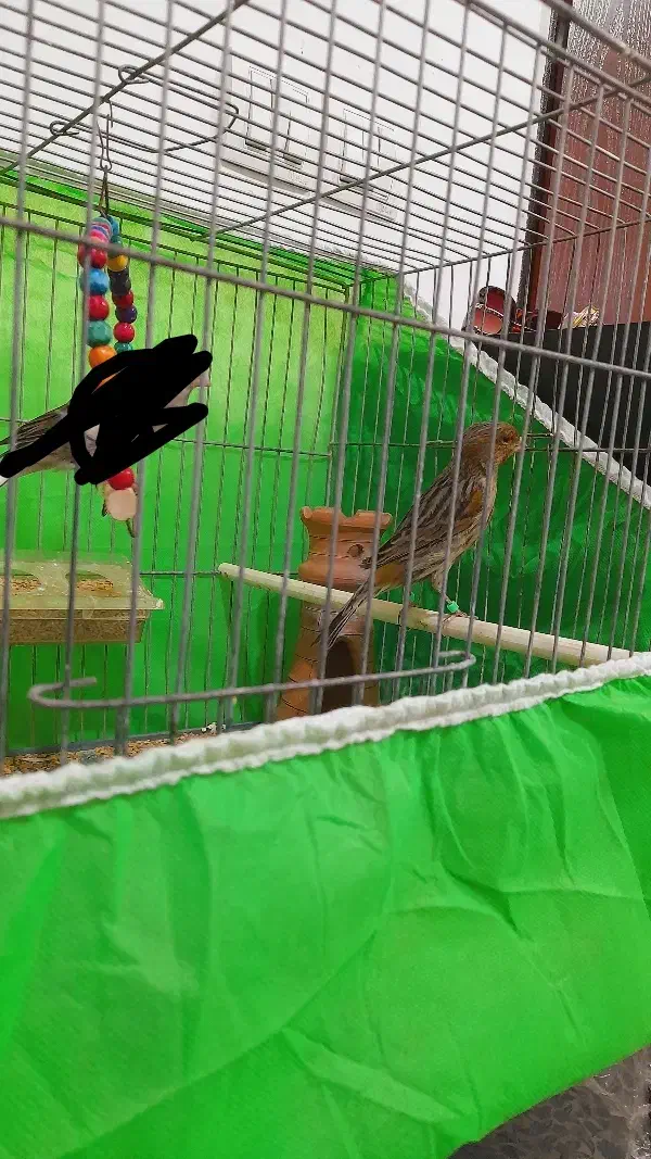 قناری نر مست آماده حلقه پا ۱۳۰۰|پرنده|خوی, |دیوار