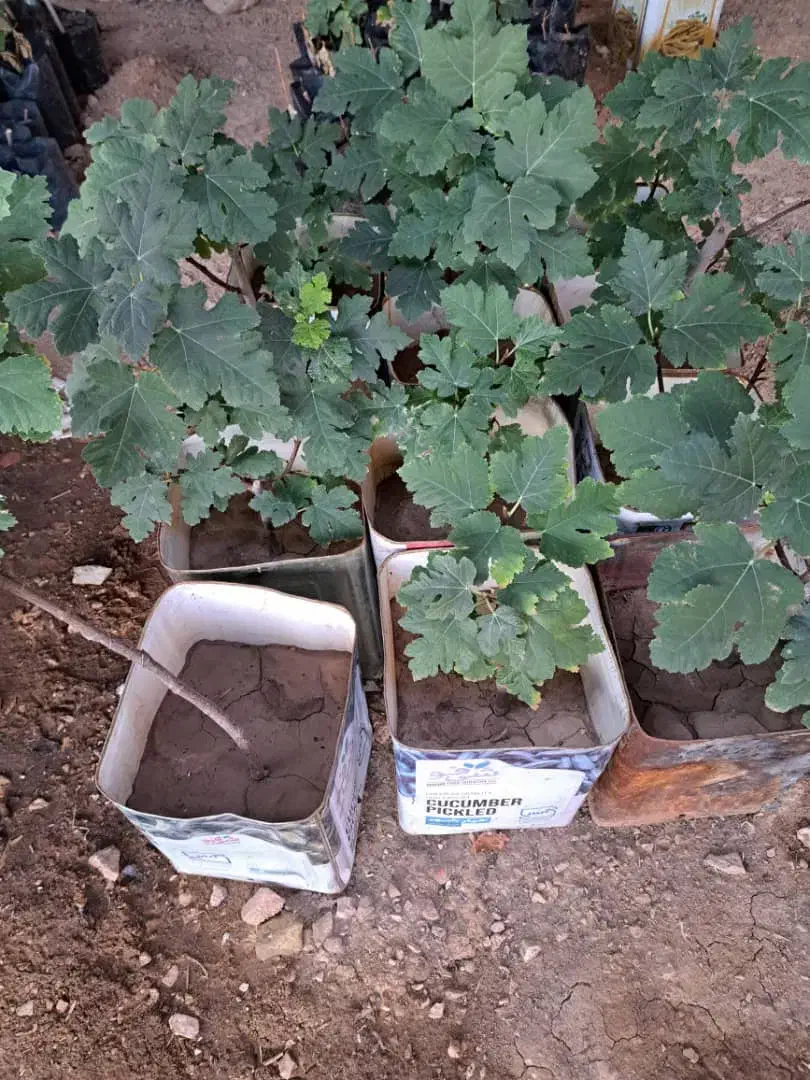 فروش نهال انجیر صدویک(خوداستهبان)|خدمات باغبانی و درختکاری|رونیز, |دیوار