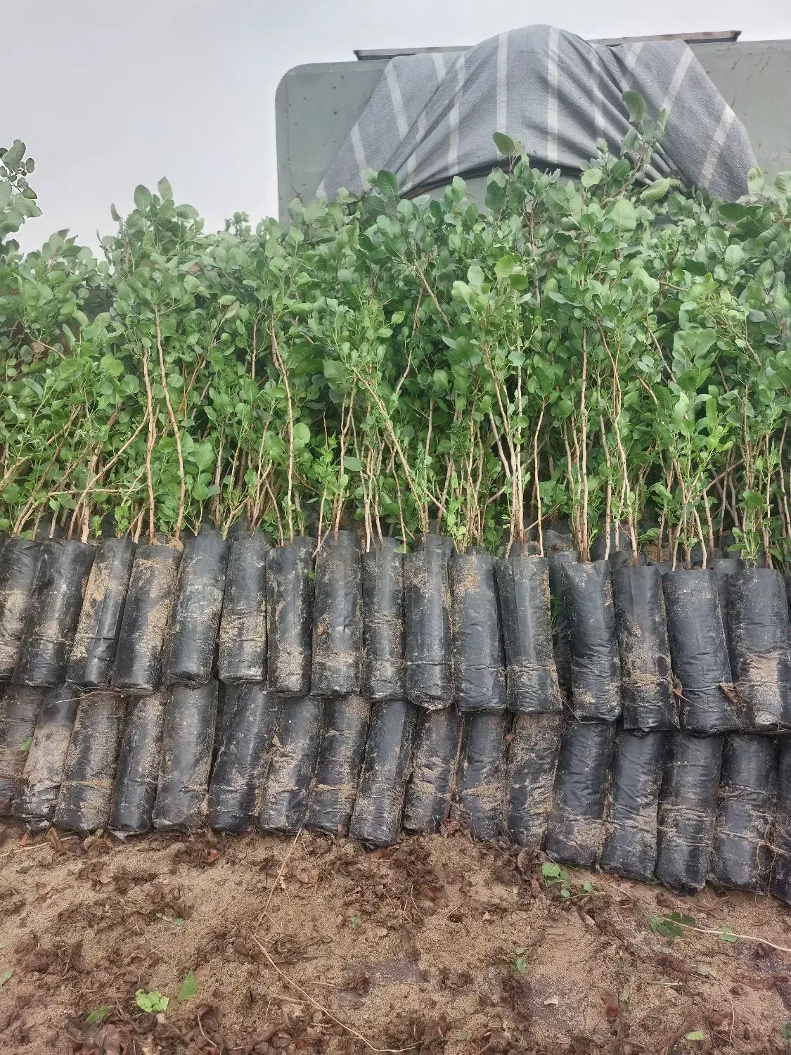 فروش نهال پسته منطقه برخوار|گل و گیاه طبیعی|حبیب آباد, |دیوار