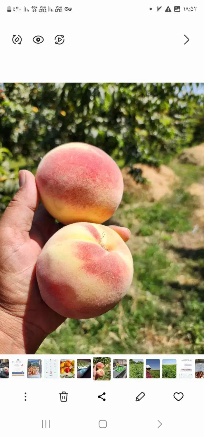 نهال هلو پلاستیکی و تمامی ارقام میوه ها|گل و گیاه طبیعی|شهرکرد, |دیوار