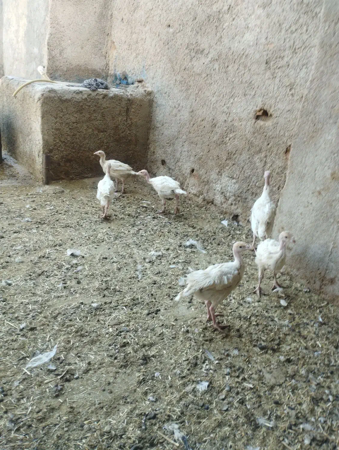 جوجه بوقلمون|حیوانات مزرعه|مرودشت, دولت آباد|دیوار