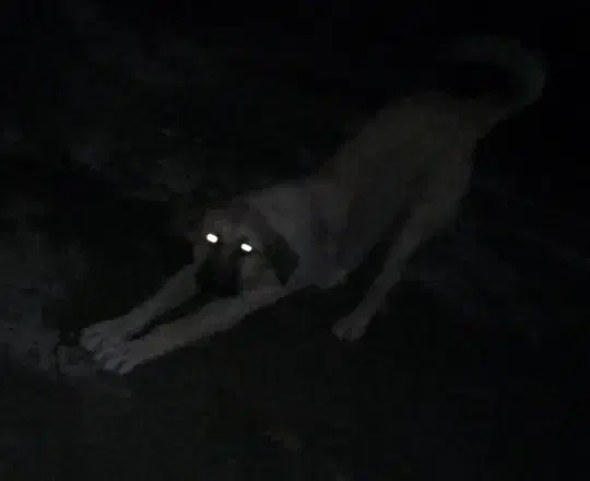 پژدر مخصوص خاص پسند|سگ|گرگان, |دیوار