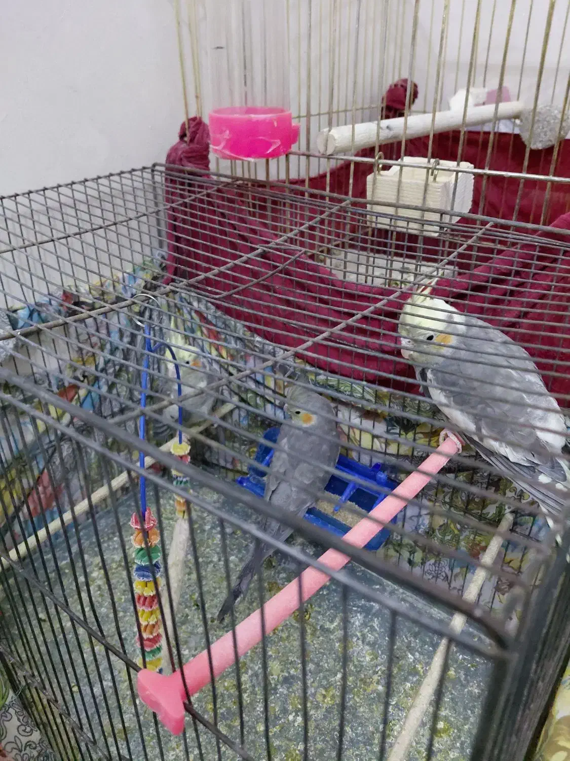 عروس هلندی|پرنده|قم, سید معصوم|دیوار