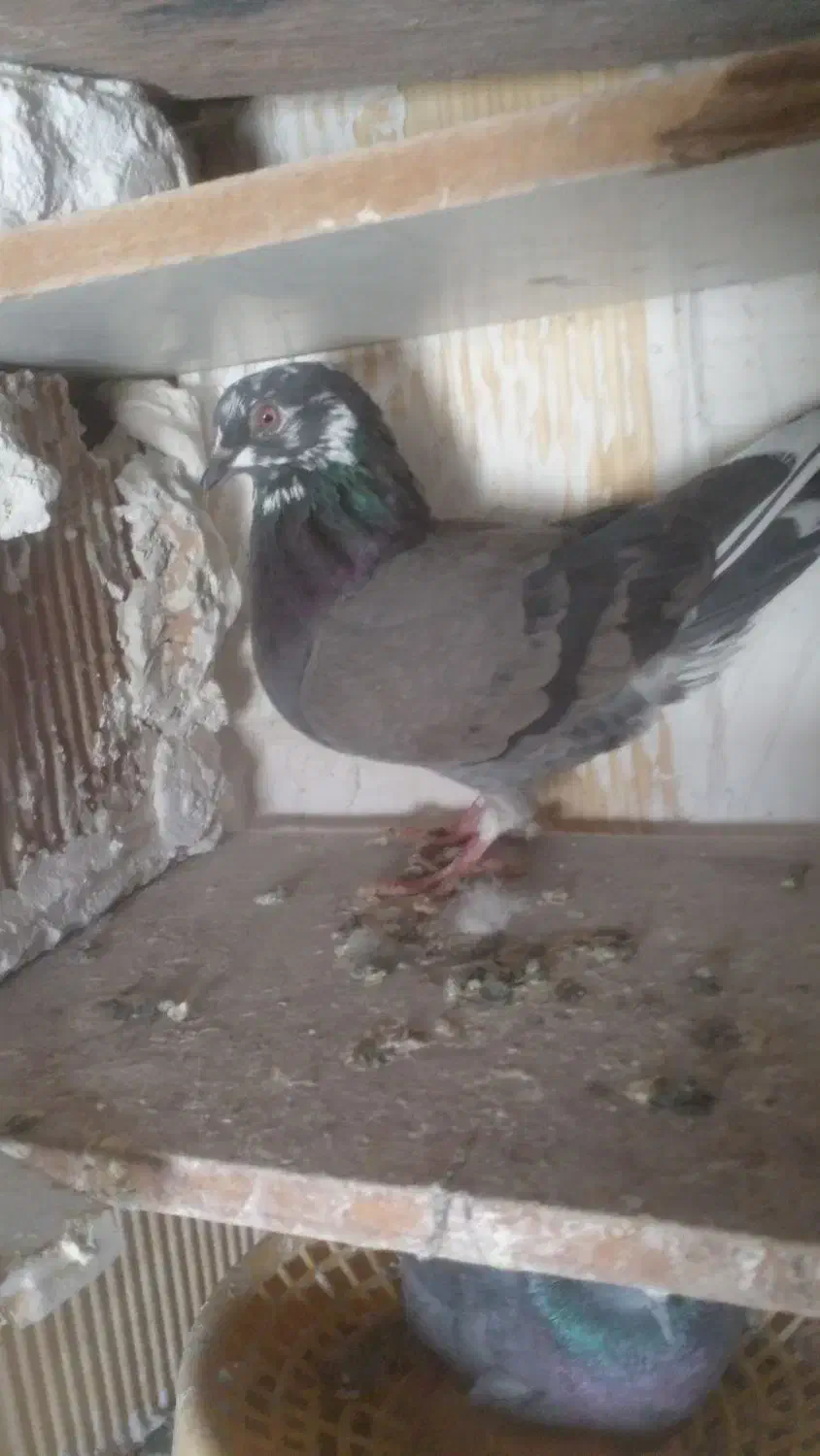 کبوتر|پرنده|مسجد سلیمان, |دیوار