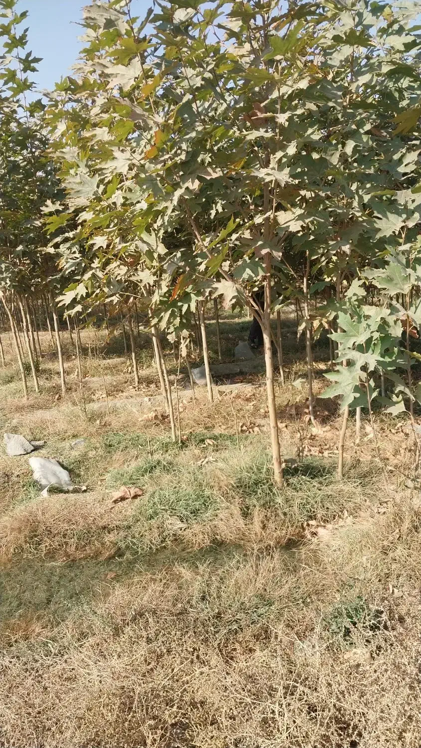 نهال چنار مشهد (.مقاوم ترین چنار .)|خدمات باغبانی و درختکاری|مشهد, نوید|دیوار