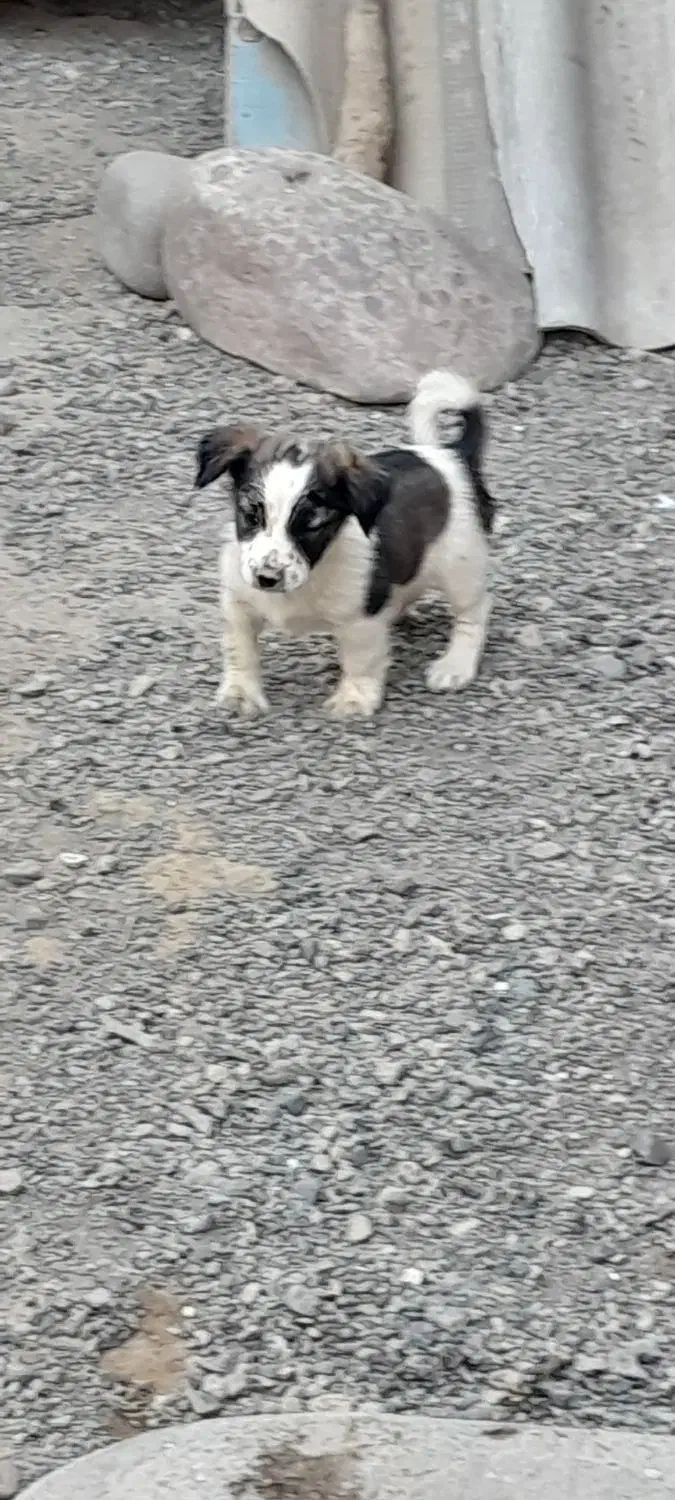 سگ پاپی|سگ|زاوه, |دیوار