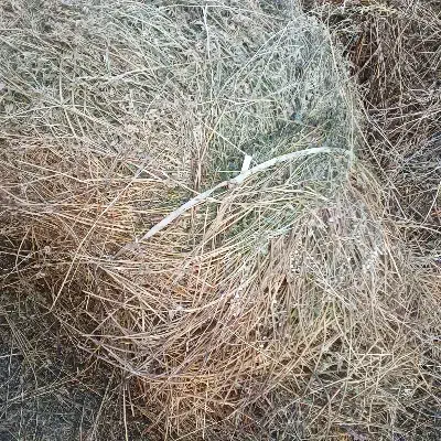 علف|لوازم جانبی حیوانات|سراب, |دیوار