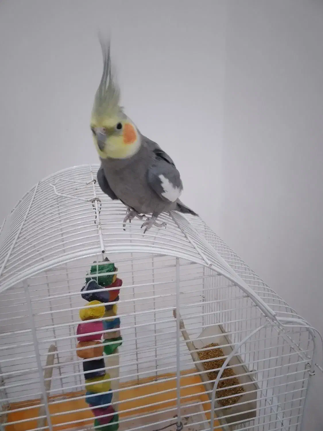 عروس هلندی|پرنده|خرم‌آباد (تنکابن), |دیوار