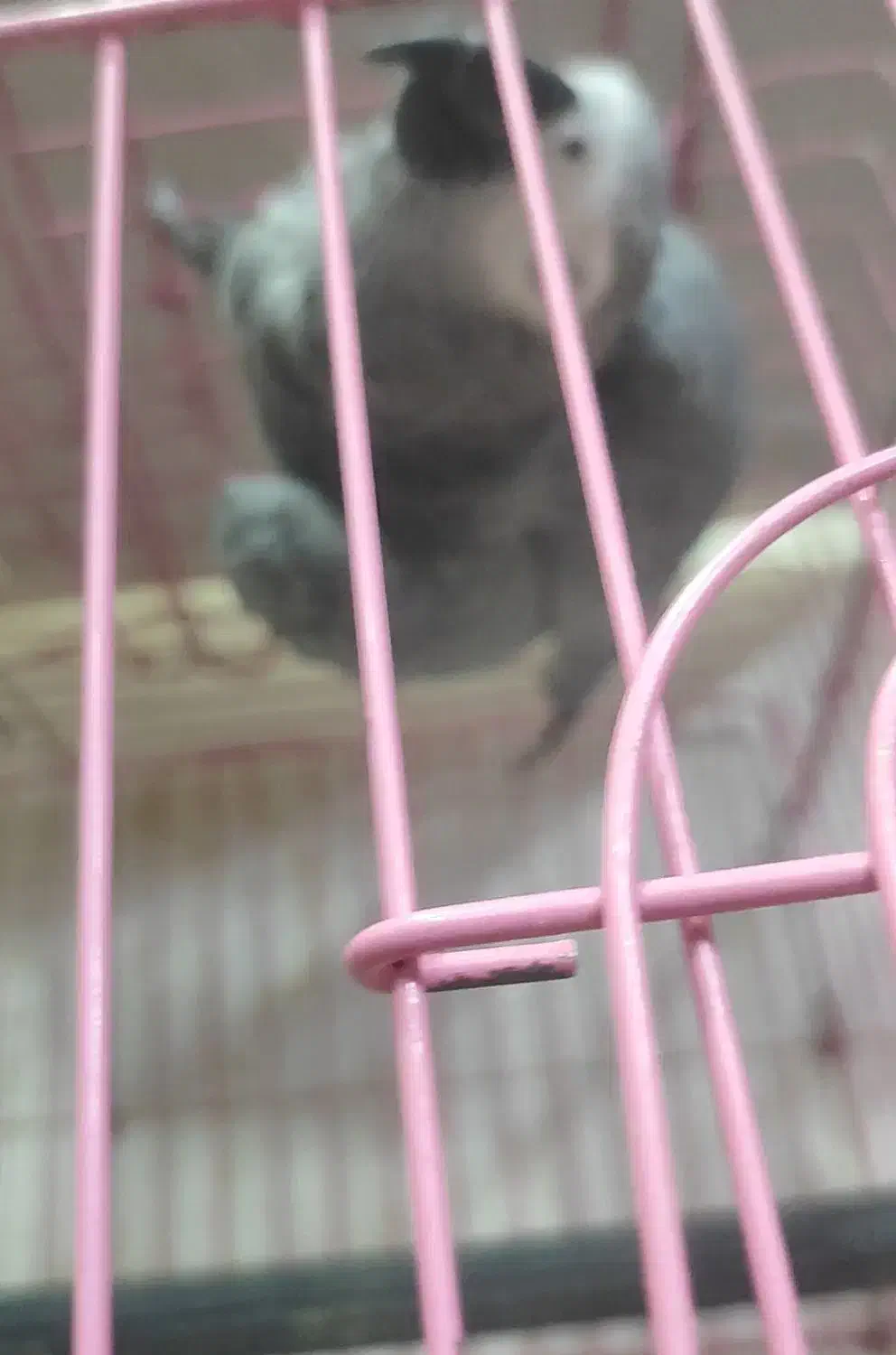 کاسکو سخنگو رام ۵۰ کلام|پرنده|ساری, |دیوار