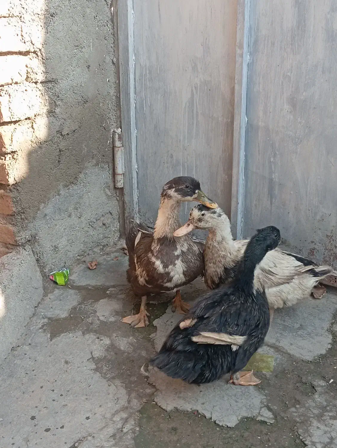 مرغ وخروس محلی اصیل|حیوانات مزرعه|جلین, |دیوار