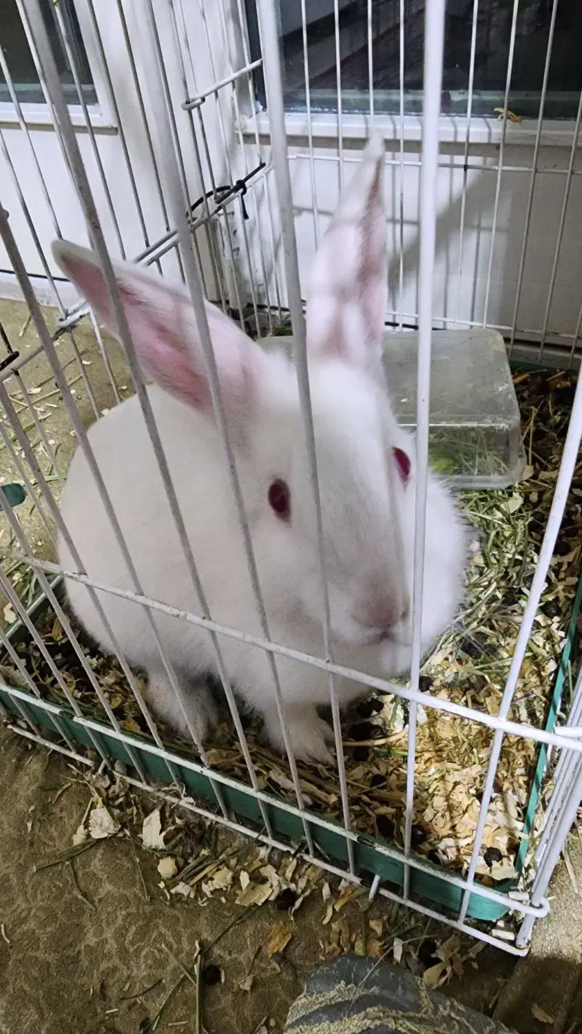 خرگوش|موش و خرگوش|تهران, تهرانپارس غربی|دیوار