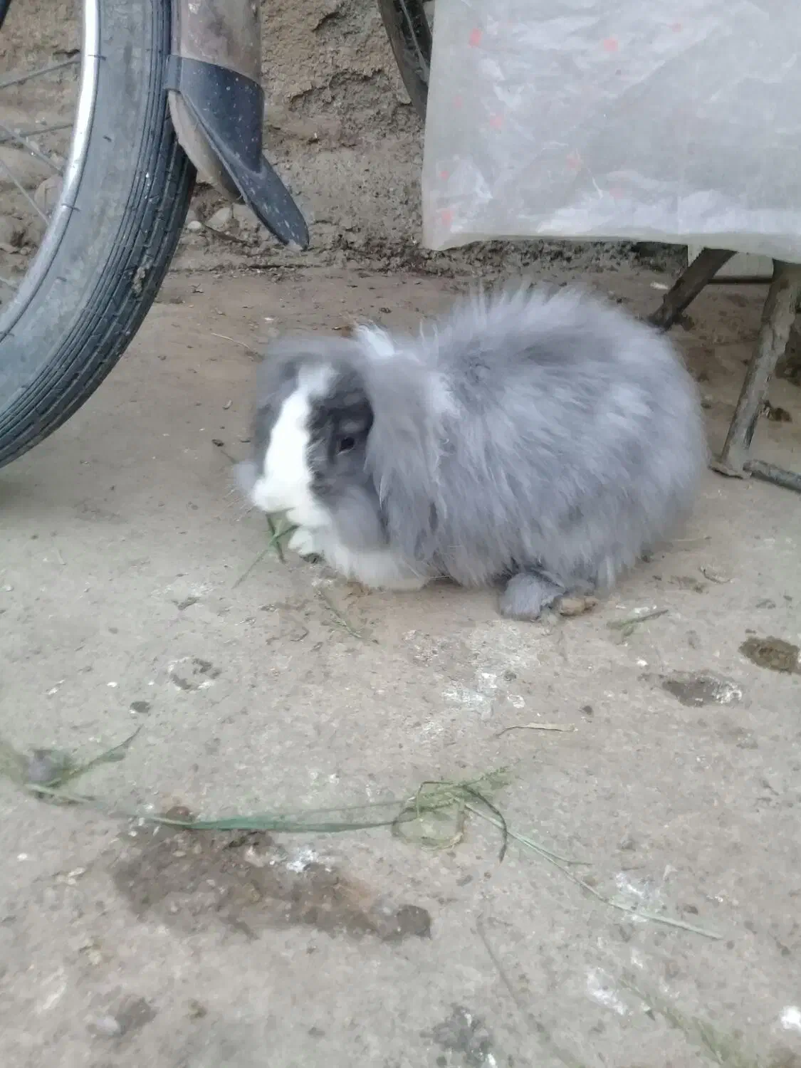 خرگوش لوپ نر|موش و خرگوش|علیآباد کتول, |دیوار