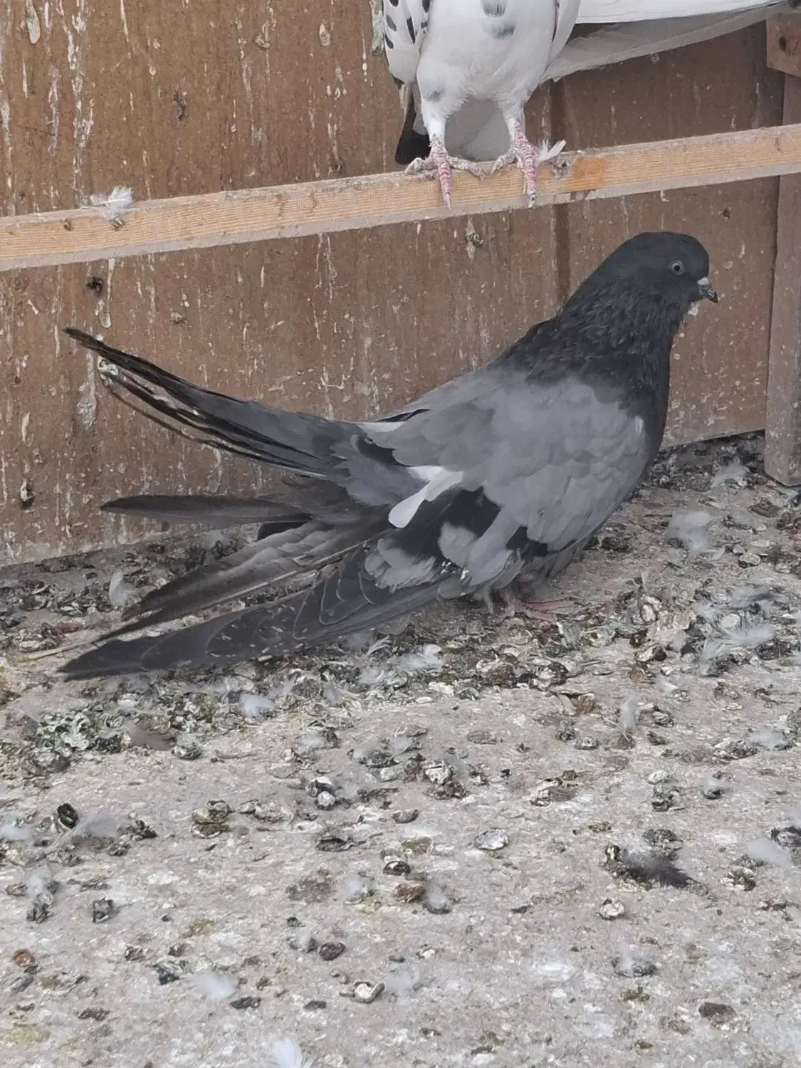 نروماده بلند|پرنده|اردکان, |دیوار