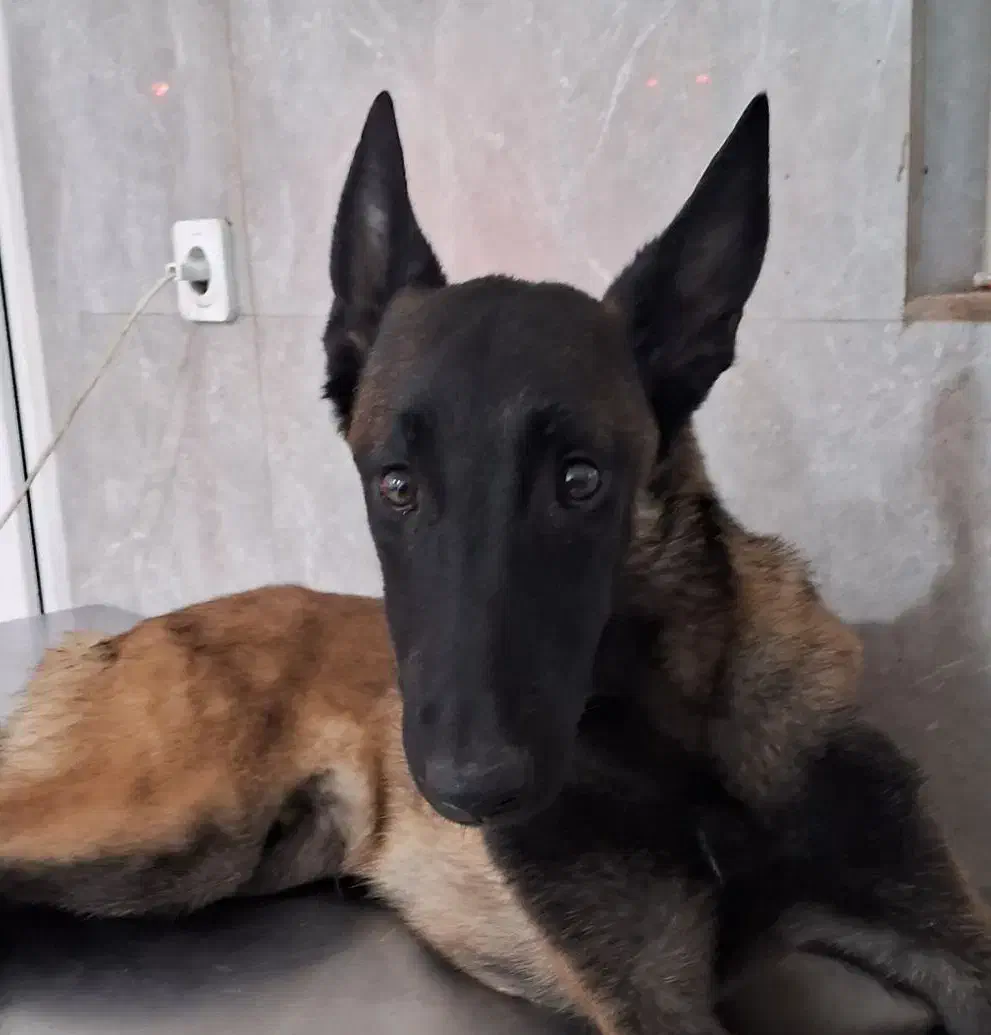 سگ مانینیوز  گم شده|حیوانات|سیرجان, |دیوار