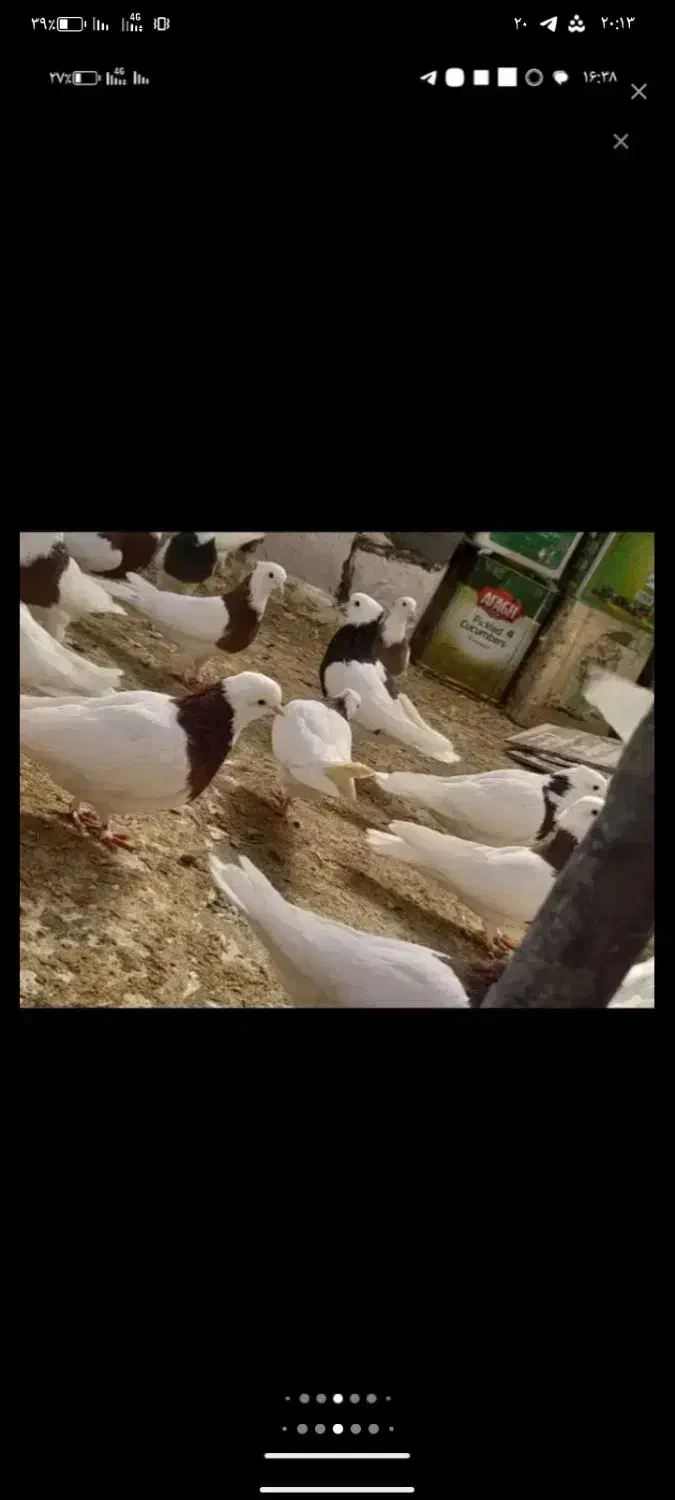 کفتر طوقی|پرنده|درمیان, |دیوار