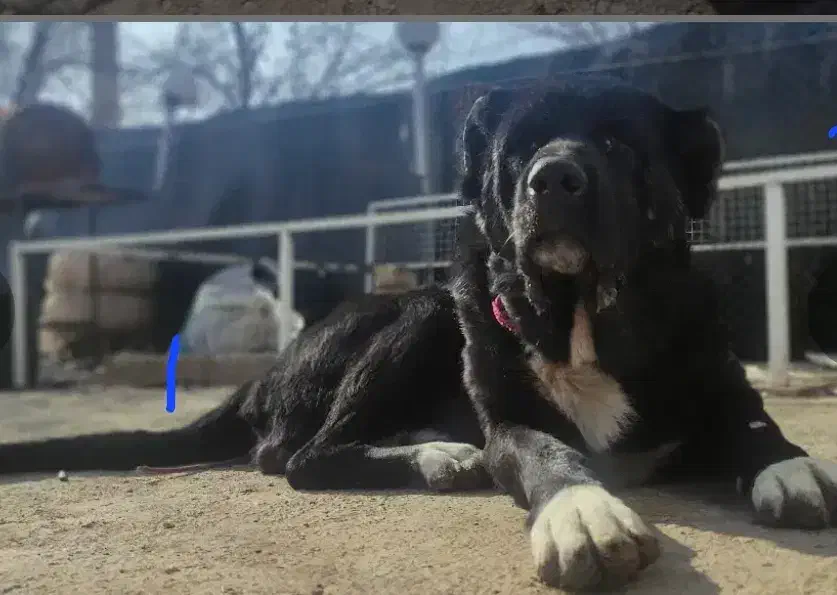 واگذاری سگ سرابی نر|سگ|شاهین‌شهر, برخوار غرب|دیوار