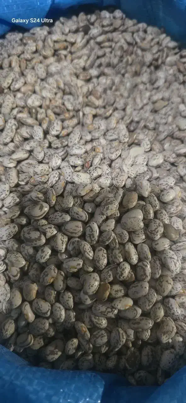 لوبیا چیتی ولپه|خوردنی و آشامیدنی|قم, چهار مردان|دیوار