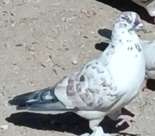 کفتر گم شده|حیوانات|محمدشهر, یزدیها|دیوار