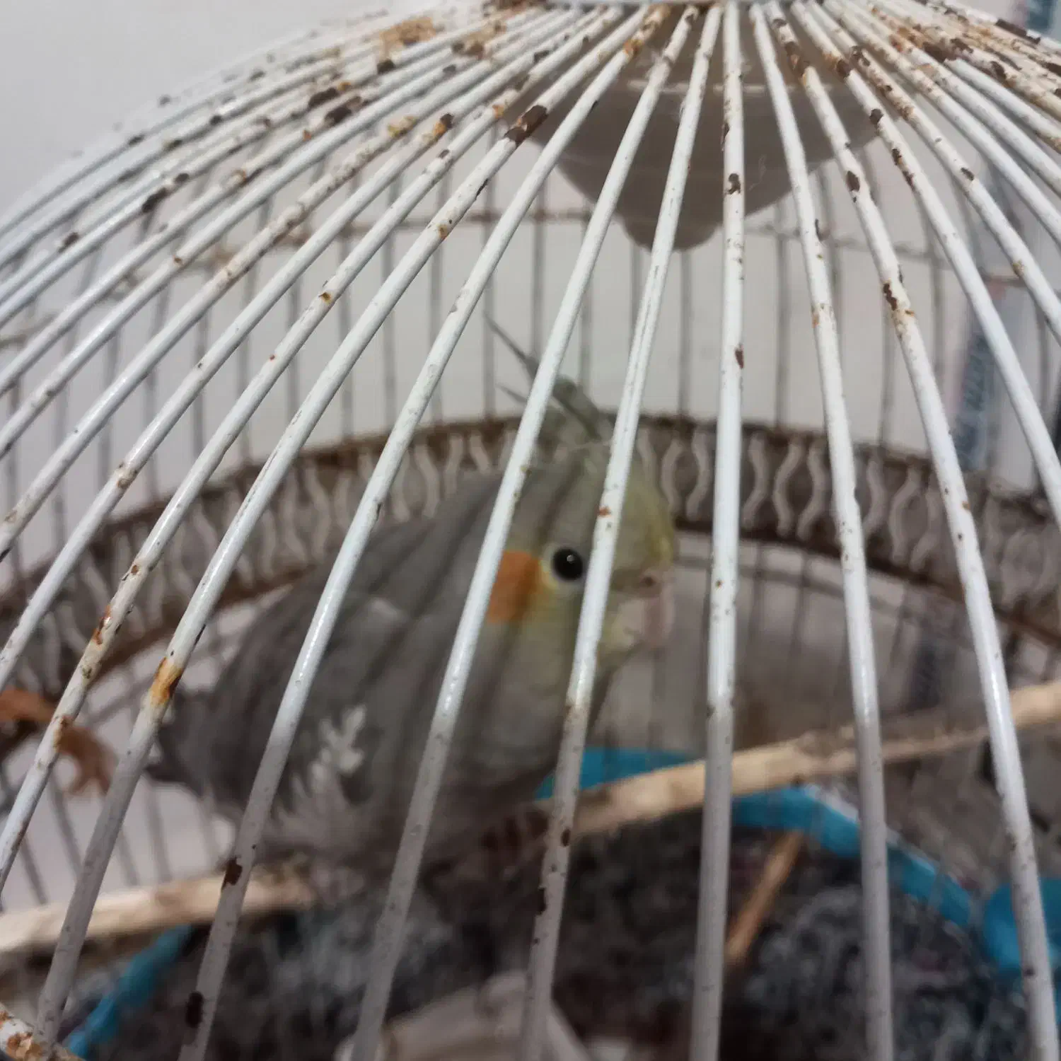 طوطی عروس ماده|پرنده|رشت, شهرک صبا|دیوار