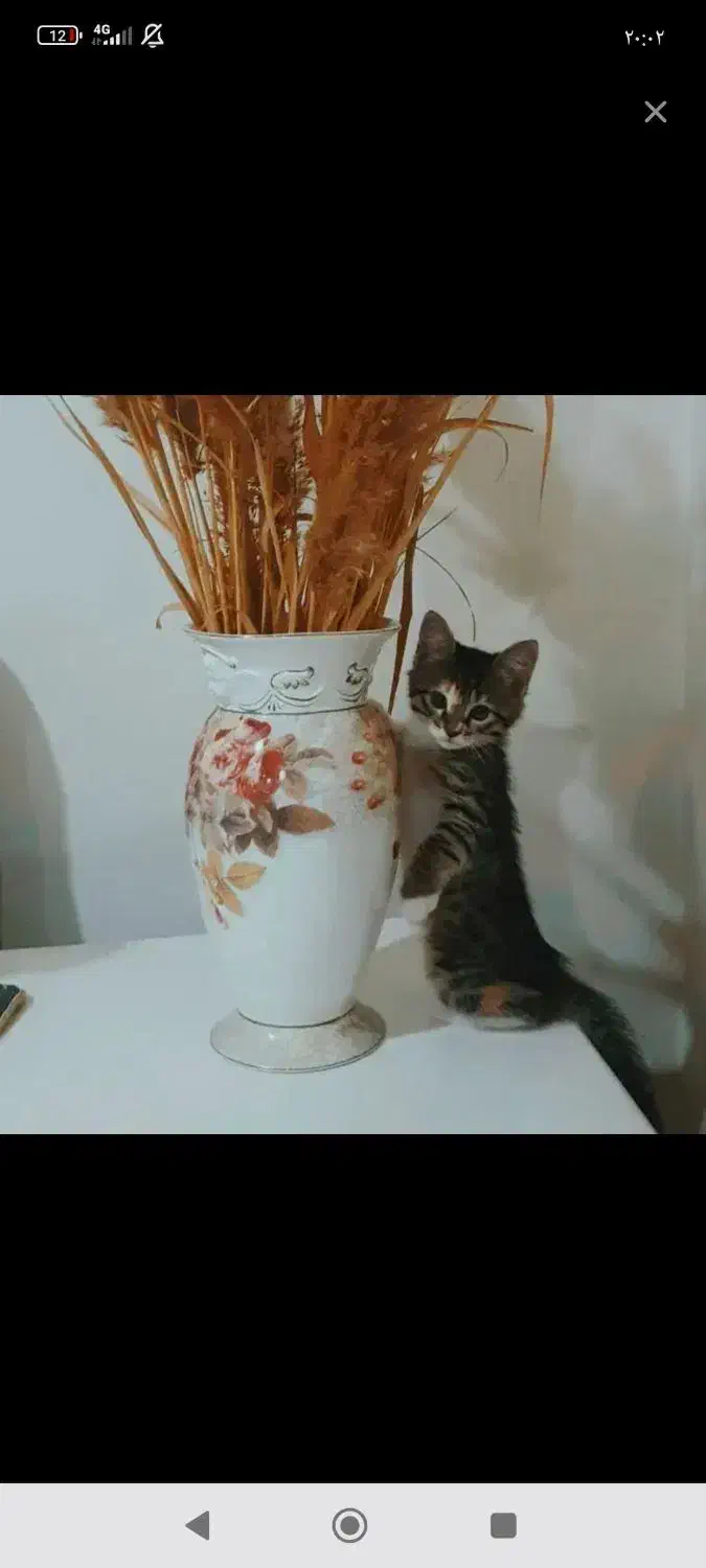 گربه گمشده|گربه|مراغه, |دیوار