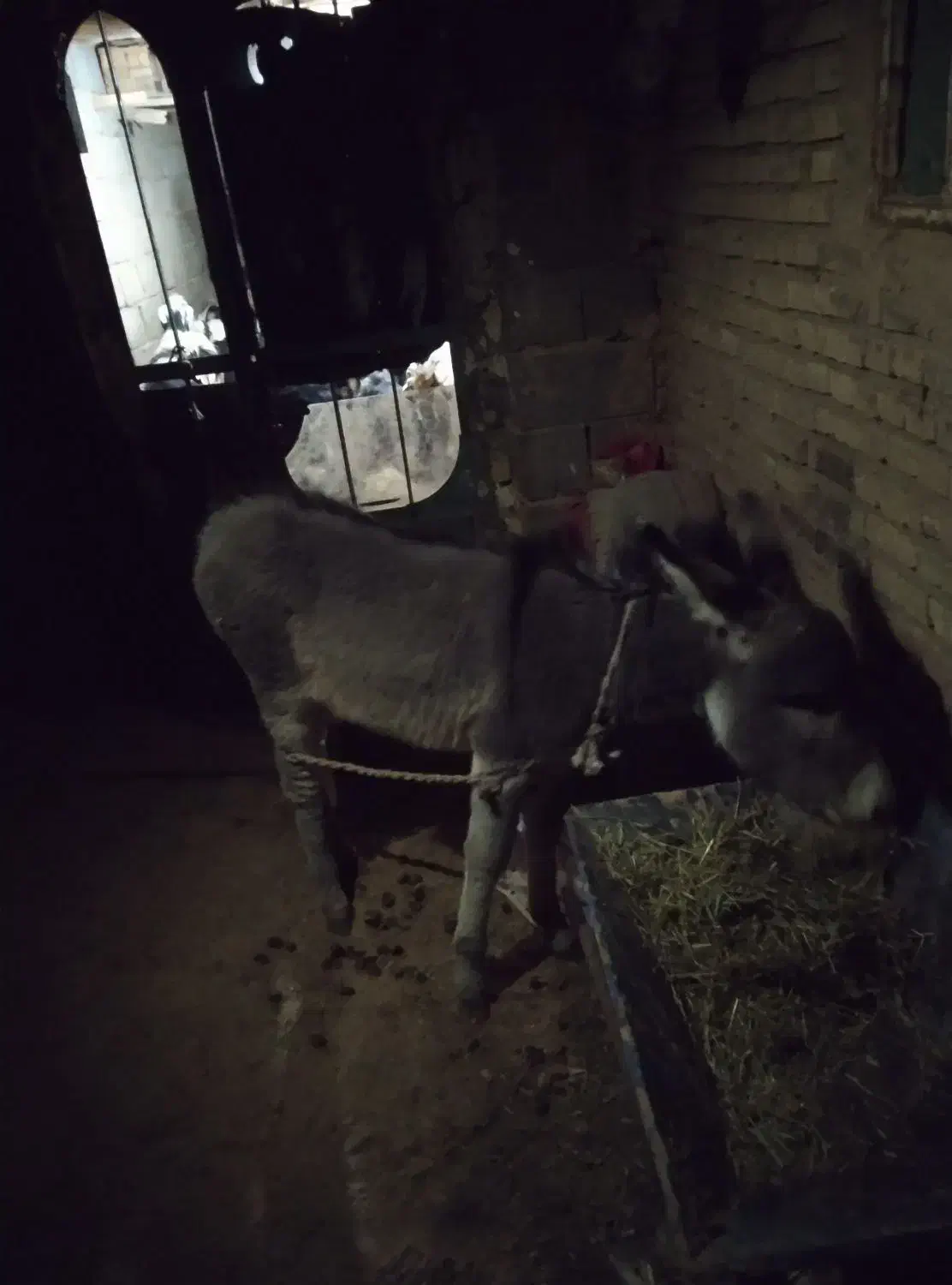 روستای کلواری|حیوانات مزرعه|منج, |دیوار