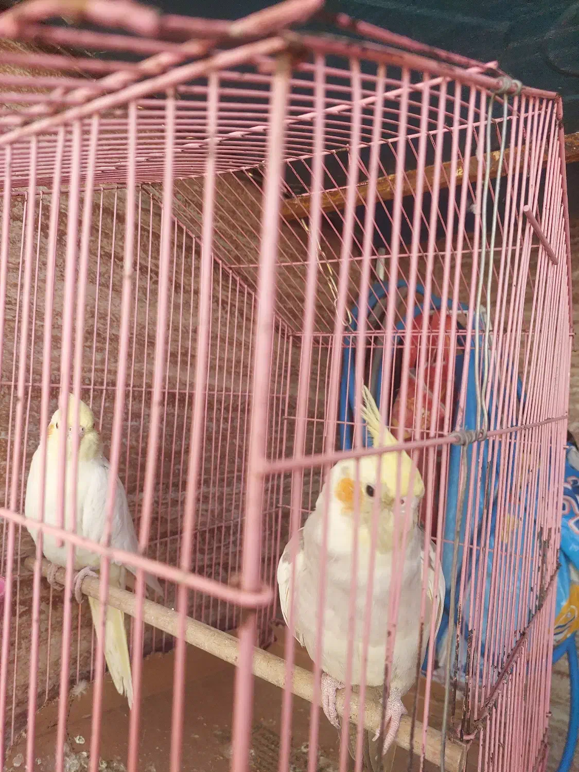 گمشده عروس هلندی گل باقالی|حیوانات|اصفهان, تیران|دیوار