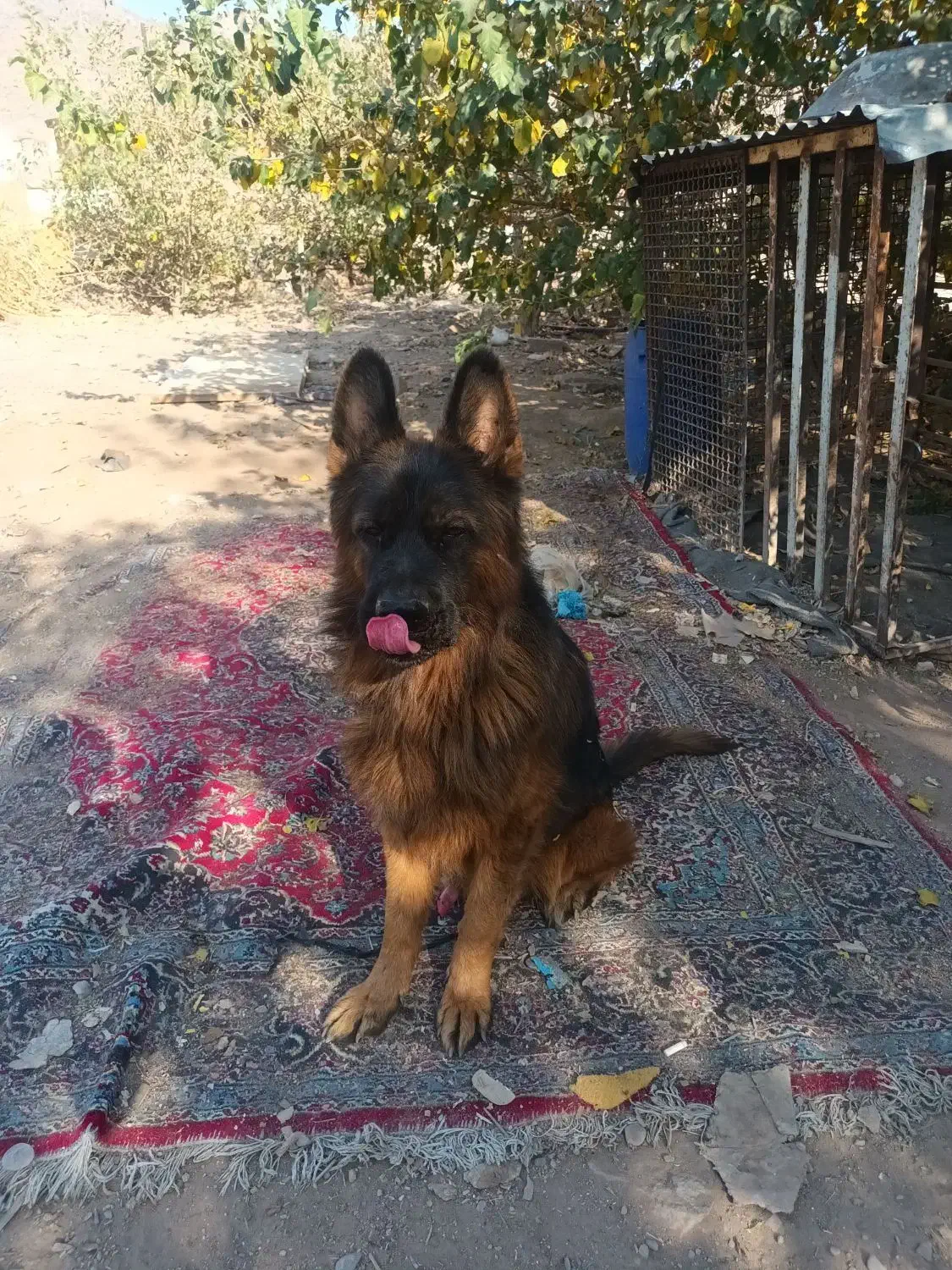 ژرمن شپرد|سگ|تهران, افسریه جنوبی|دیوار