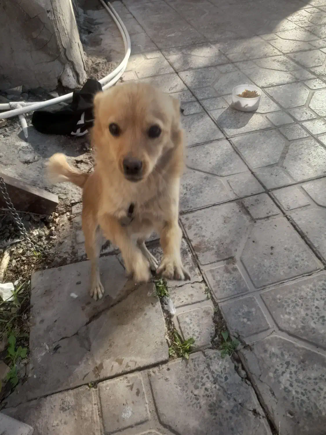 سگ پاه کوتاه جیبی|سگ|بم, |دیوار