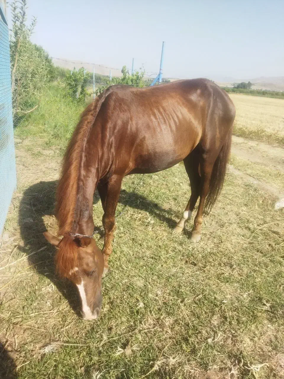 اسب نریان ۵ساله|اسب و تجهیزات اسبسواری|ارومیه, |دیوار