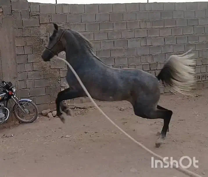 فروش کره مادیون|اسب و تجهیزات اسبسواری|رونیز, |دیوار