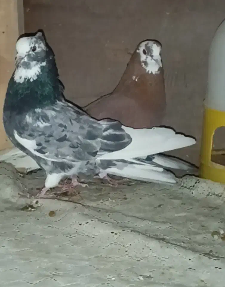 کبوتر فروشی|پرنده|بانه, |دیوار