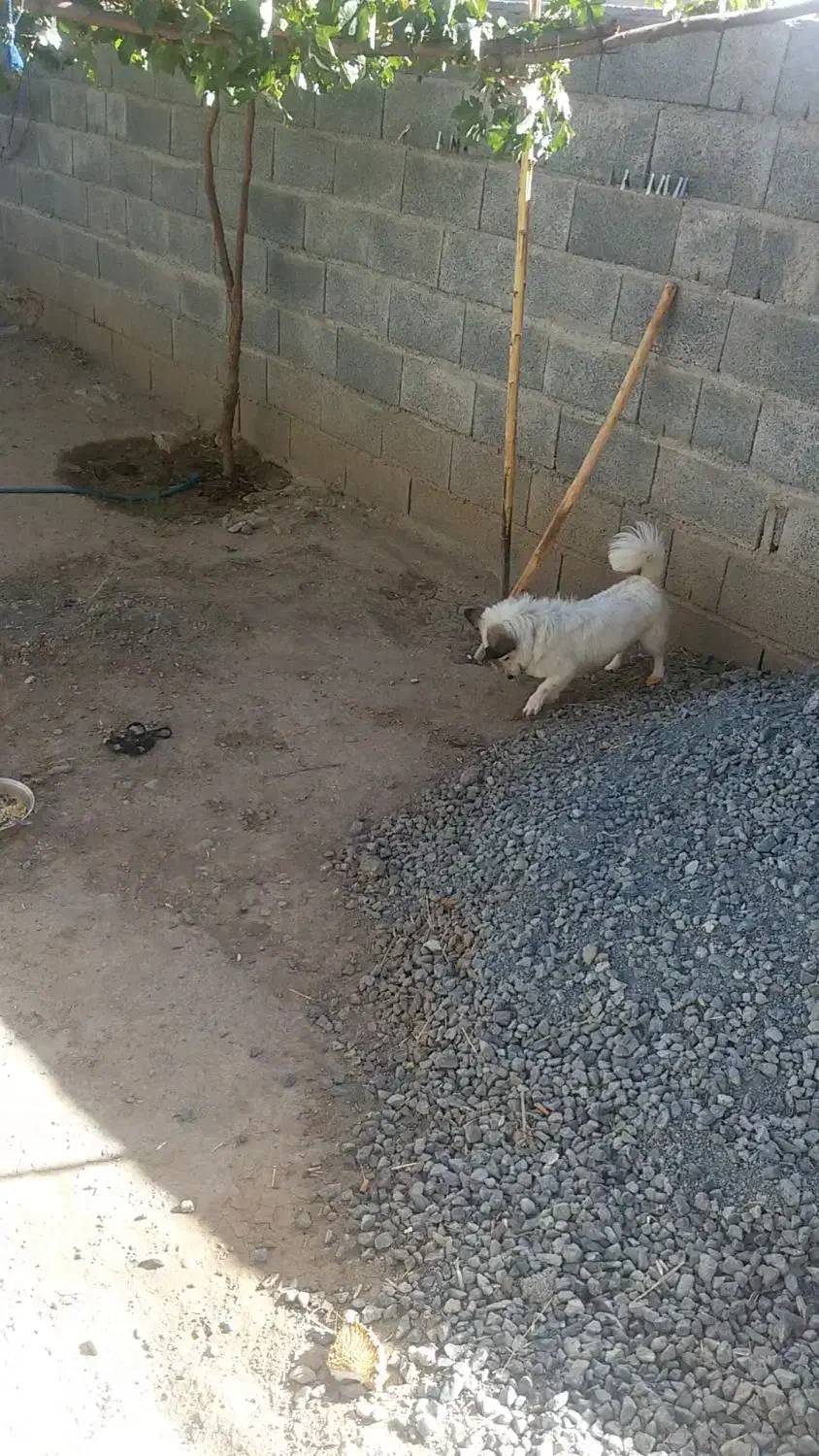 سگ پاکوتاه روباهی سلام|سگ|کامیاران, |دیوار