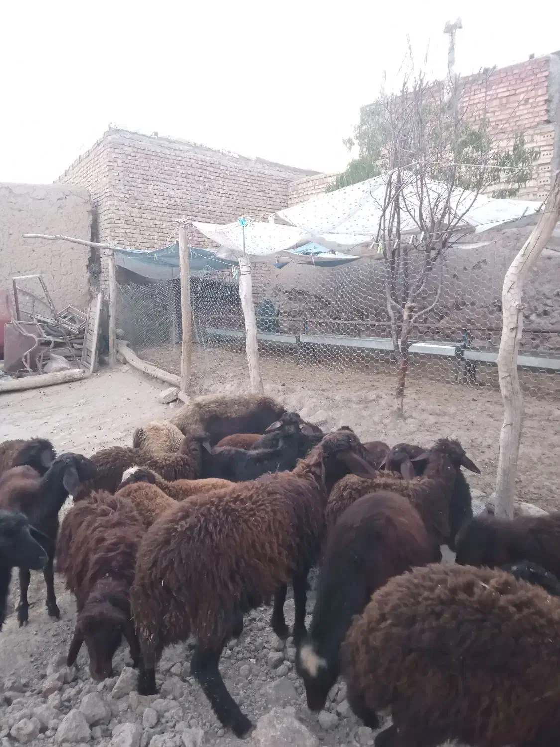 بره  قزل افشار دامازدخ،گوسفند|حیوانات مزرعه|مهربان, |دیوار