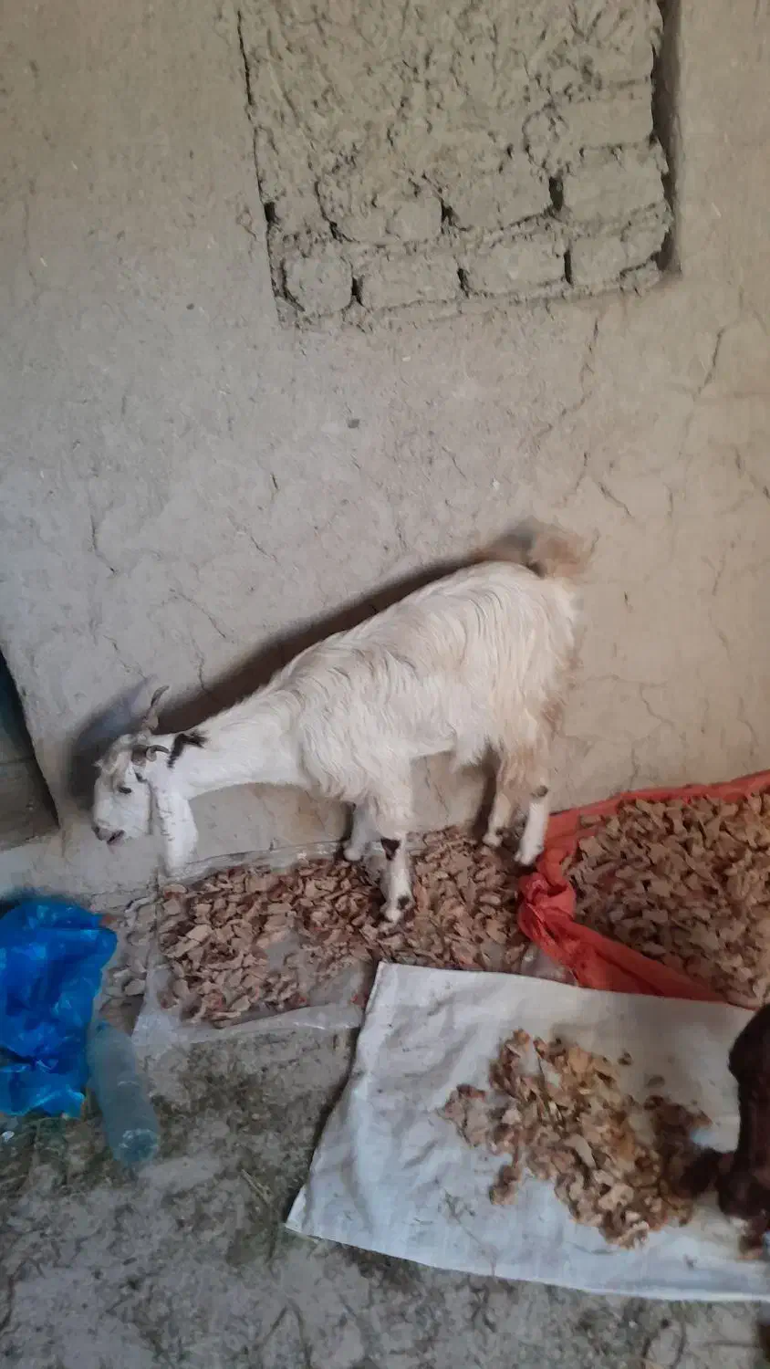 گوسفند فروشی|حیوانات مزرعه|سراوان, |دیوار