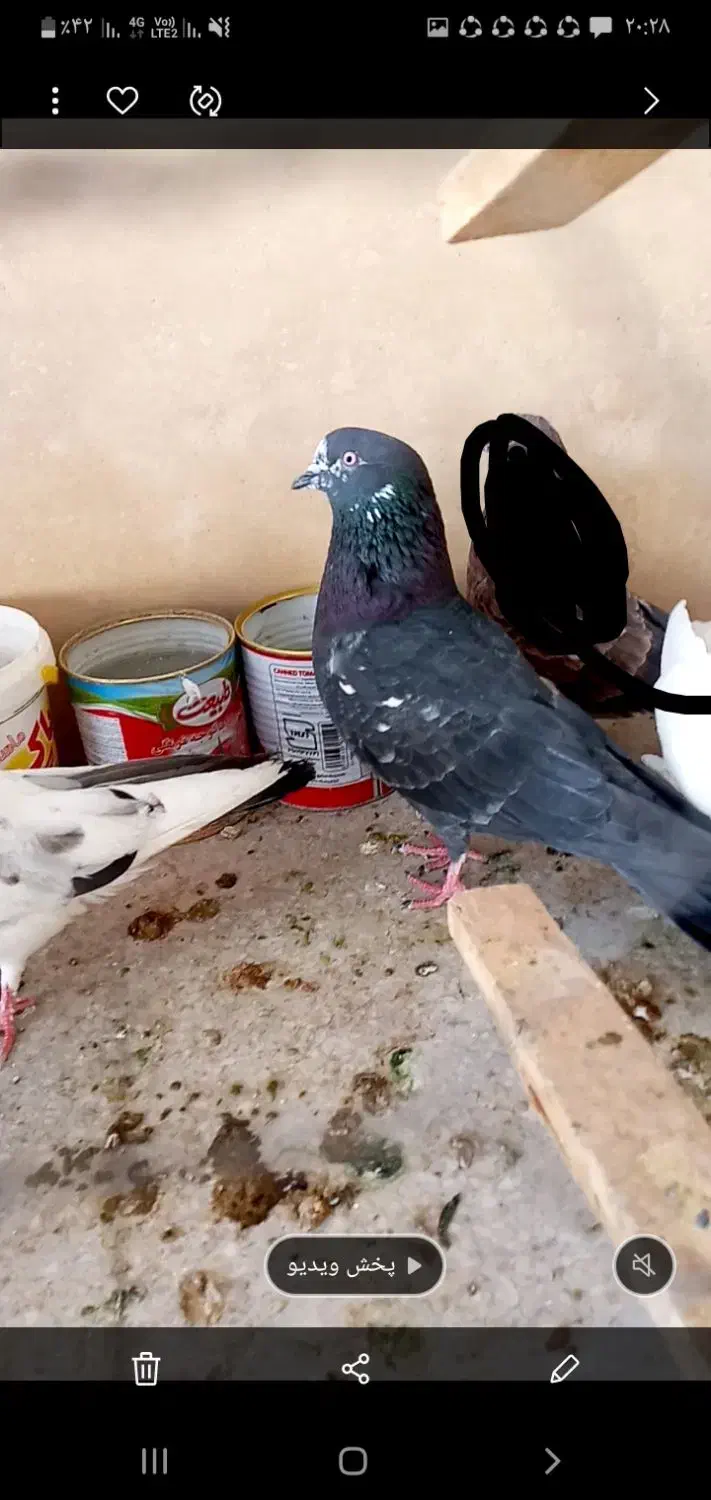 جفت پرشی با سرور ماوضه با طوقی نر|پرنده|ایذه, |دیوار