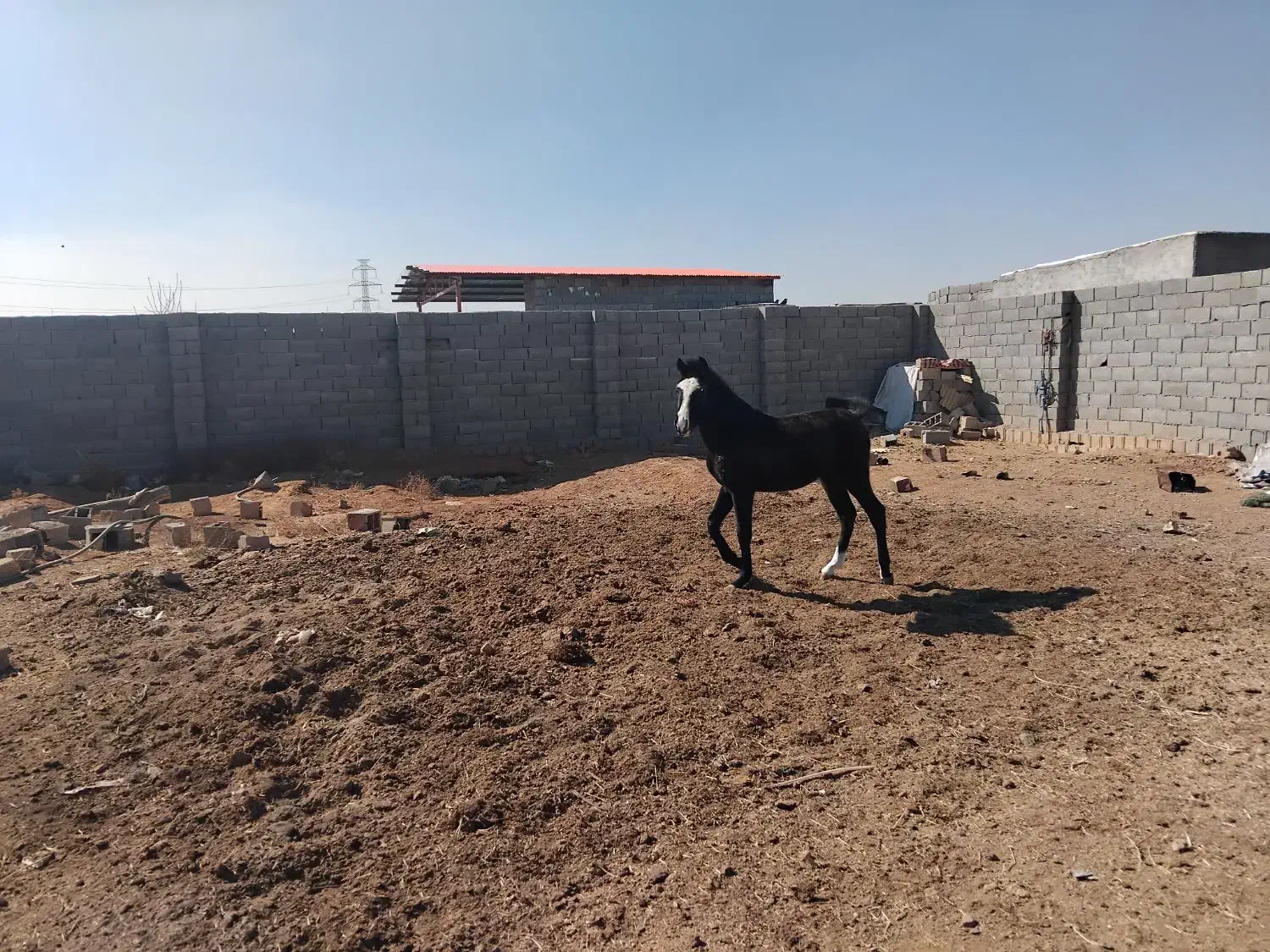 اسب نریون یکسال و نیمه|اسب و تجهیزات اسب‌سواری|مبارکه, |دیوار