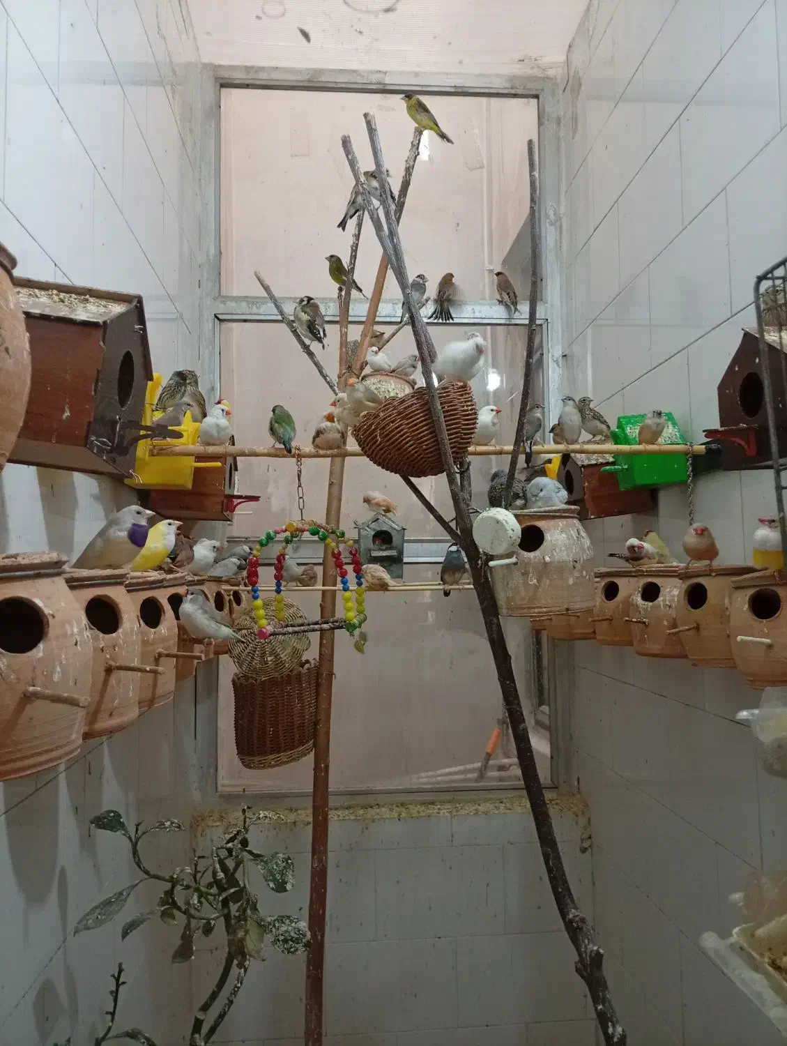 فنچ سانان|پرنده|ساوه, |دیوار