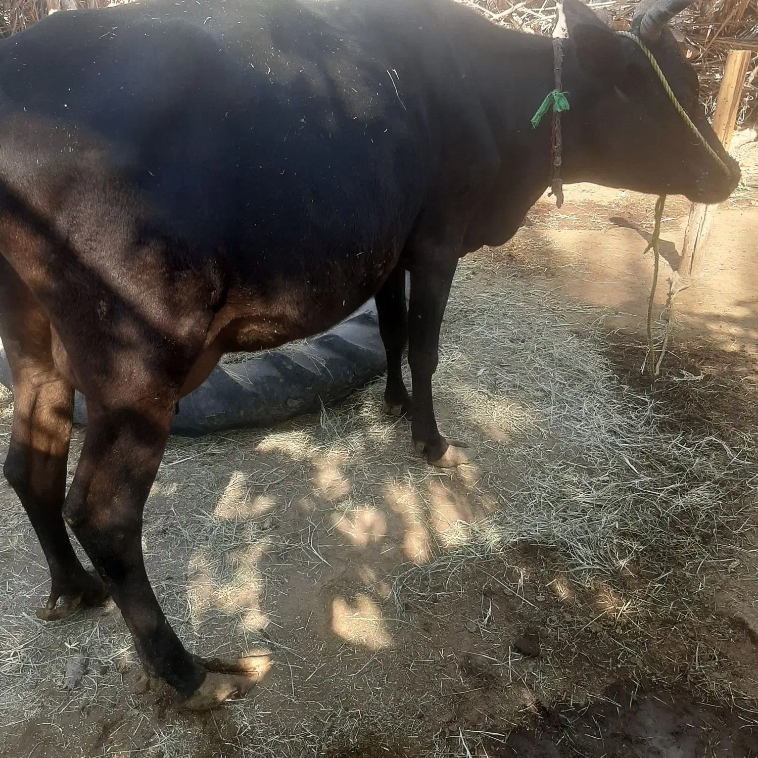 گاو|حیوانات مزرعه|بندرعباس, |دیوار