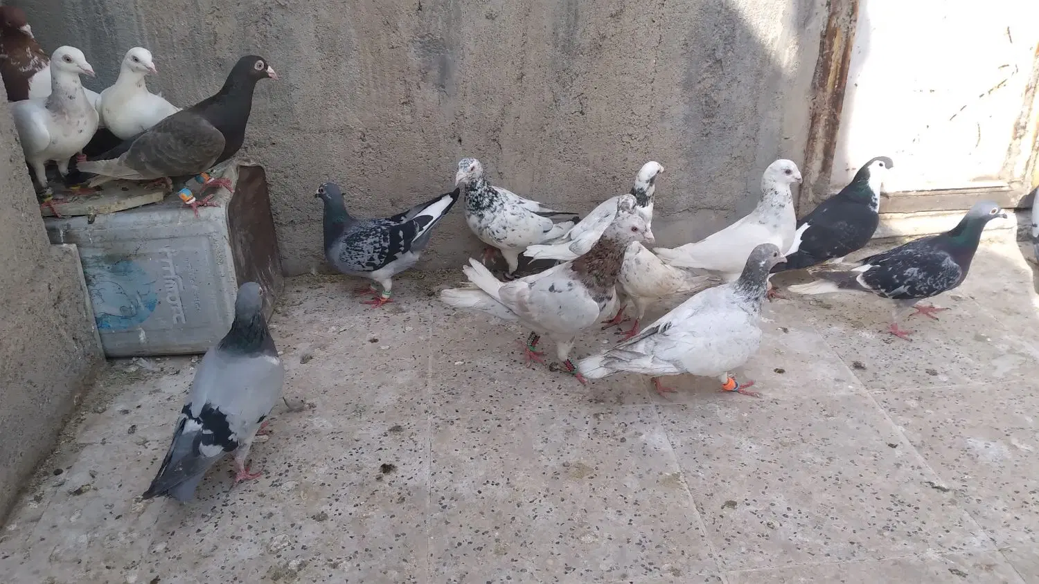 صیدقلدر|پرنده|مشهد, طبرسی شمالی|دیوار