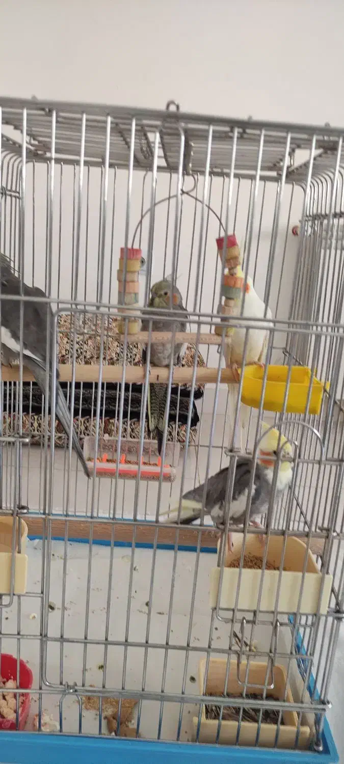 چهار عدد طوطی با قفس|پرنده|سنندج, |دیوار