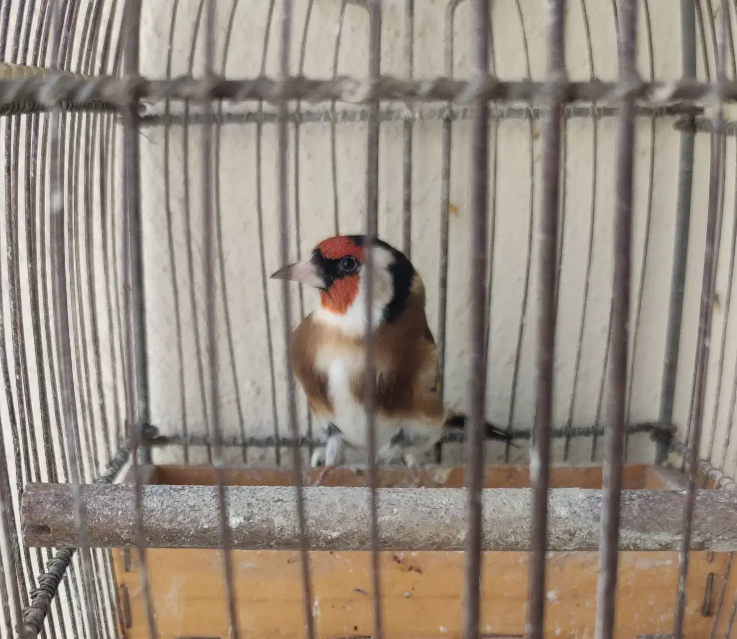 دو عدد سهره جوجه قفس و بیابونی|پرنده|پردیس, فاز ۲|دیوار