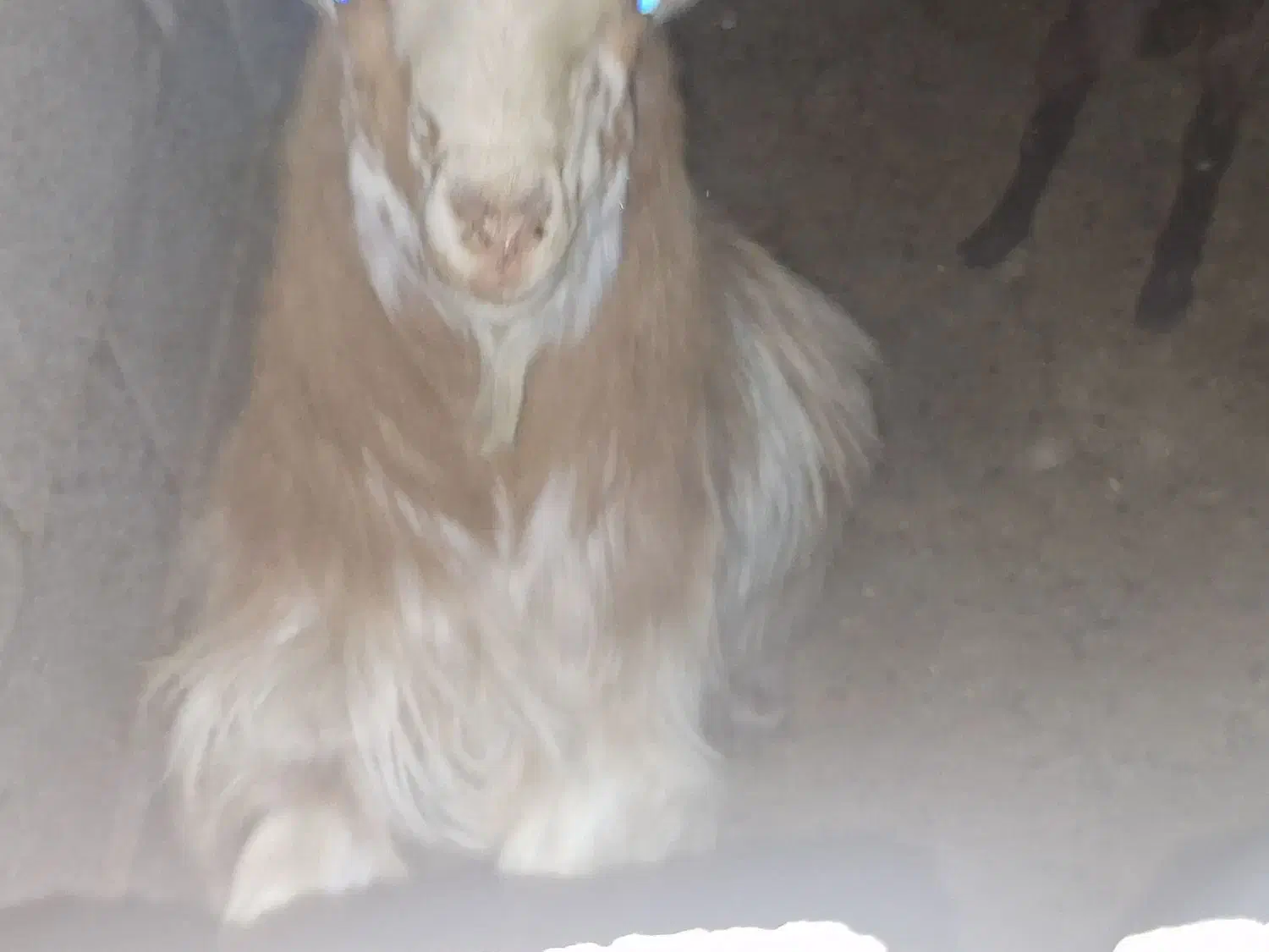 فروش گوسفند چپش نری|حیوانات مزرعه|زرند, |دیوار