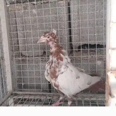 دم سرخ،، سینه زرد|پرنده|شهرضا, |دیوار