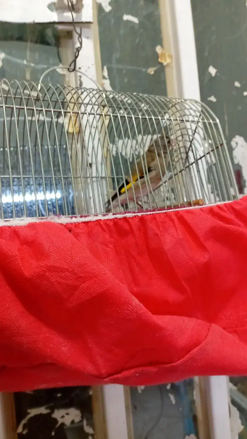 فروش 3تا سهره کرمونی|پرنده|ششده و قره بلاغ, |دیوار