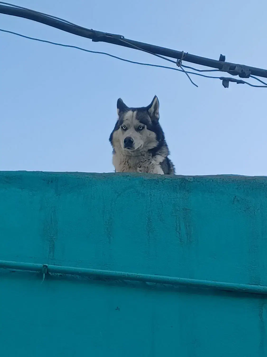 سگ هاسگی|سگ|تهران, اتابک|دیوار