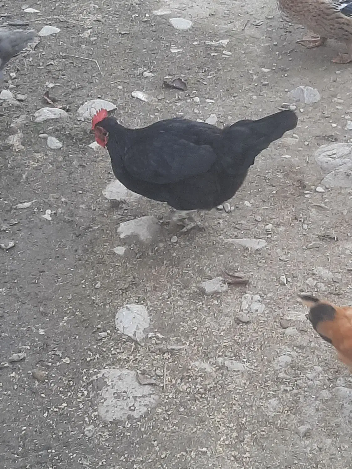 خروس محلی و مرغ|حیوانات مزرعه|ماسال, |دیوار