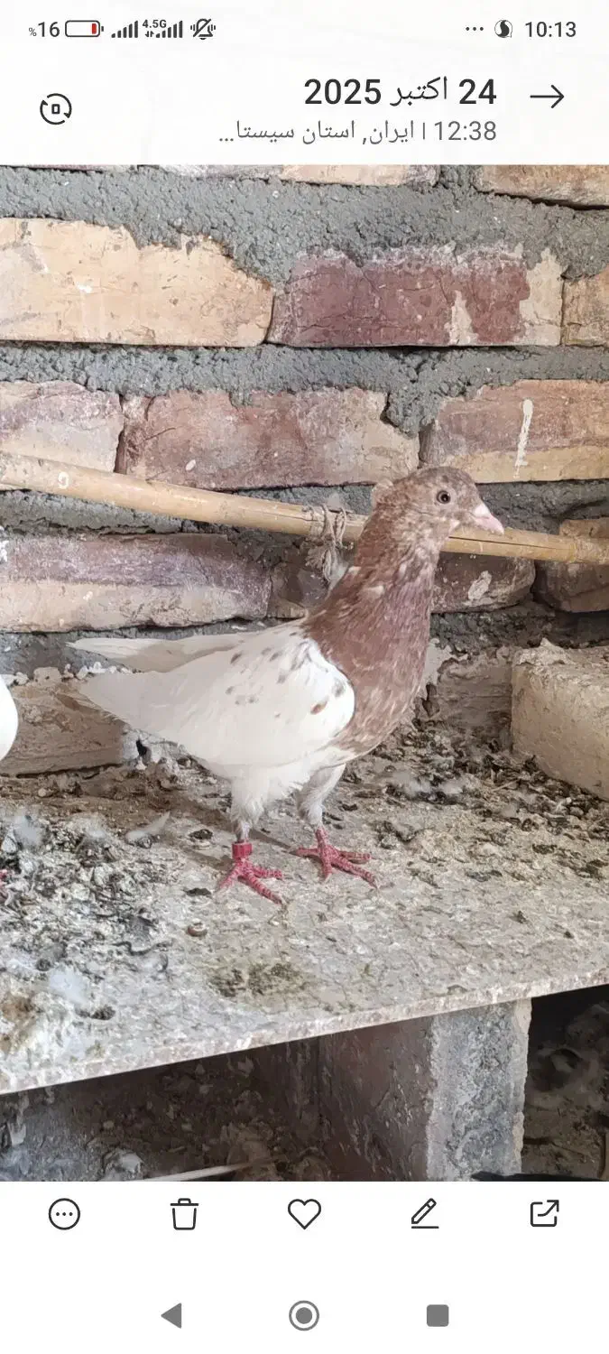 کله زرد گرفتنی|پرنده|کرباسک, |دیوار