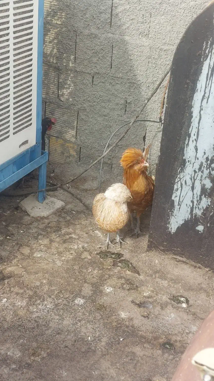 فروش مرغ و خروس معاوضه با پرنده دیگر|پرنده|فولادشهر, B2|دیوار