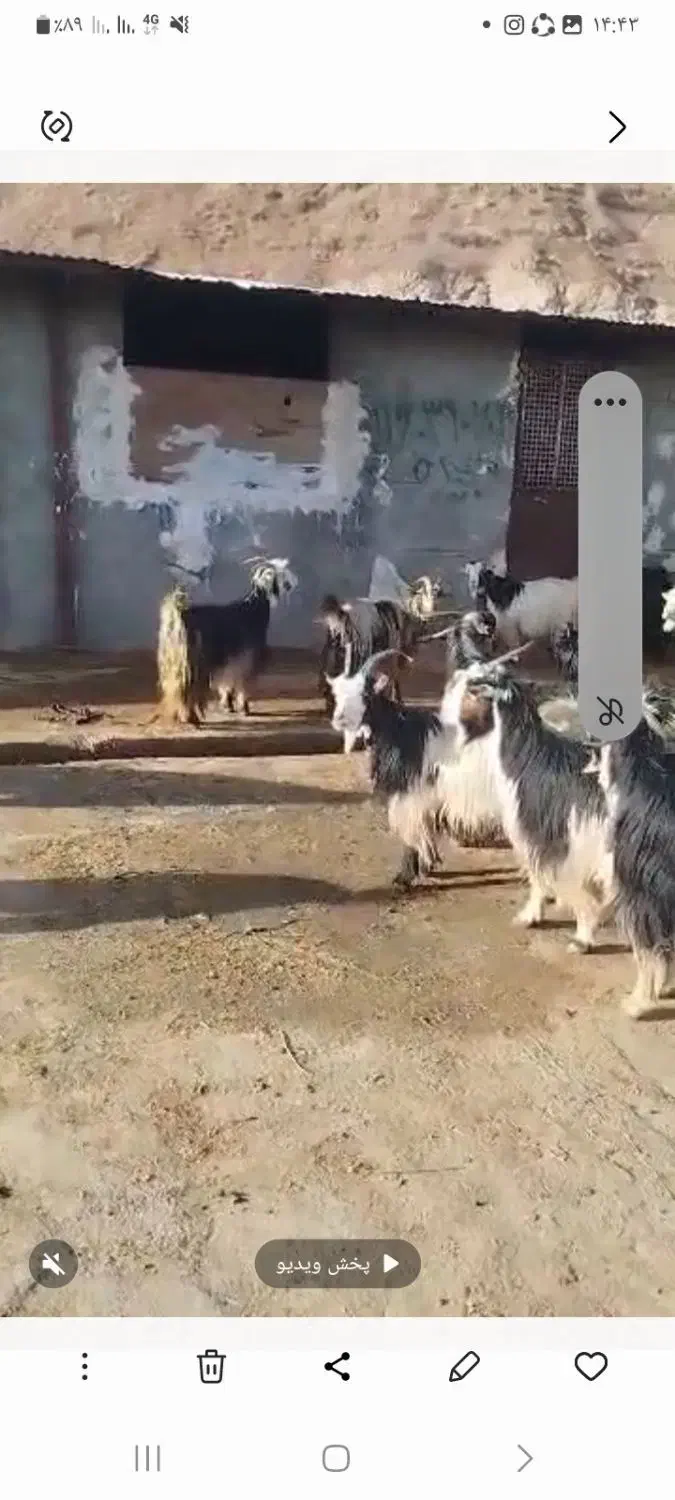 بز داشتی شهر کردی|حیوانات مزرعه|دورود, |دیوار